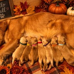 Maple - Dark golden female Golden Retriever puppy in Salem, Oregon from Baker’s Goldens