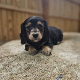 Rosey - 3,300 - Black and cream female Dachshund puppy in Anaconda, Montana from Montana Country Dachshunds