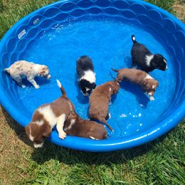 Border Collie Puppies from Cullins Collies