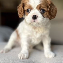 Cocoa - Blenheim female Cavalier King Charles Spaniel puppy in Pleasant Hill, Iowa from Harvest Creek