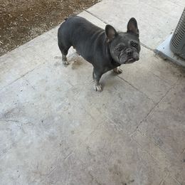 Navi - French Bulldog