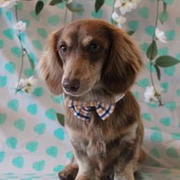 Reese - Dachshund