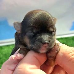 Holly - Black gold and white female Shorkie puppy in Aurora, Missouri from KnJ Precious Paws LLC