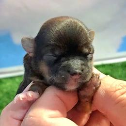 Holly - Black gold and white female Shorkie puppy in Aurora, Missouri from KnJ Precious Paws LLC