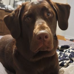 Kona - Labrador Retriever