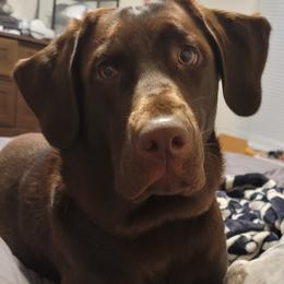 Kona - Labrador Retriever