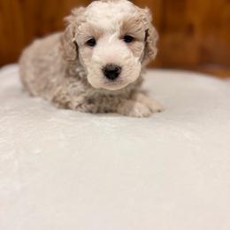 Kona - Brown and white male Bernedoodle puppy in Jacksonville, Florida from Star of the Sea Doodles