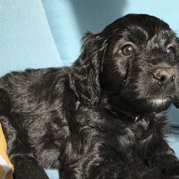 Zhu Zhu - Goldendoodle puppy in Utah from PollyWally Doodle