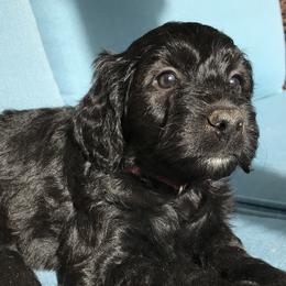 Zhu Zhu - Goldendoodle puppy in Utah from PollyWally Doodle
