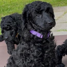 Fryderyk - Black male Poodle puppy in Hartselle, Alabama from Phare Poodles