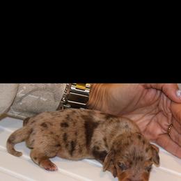 Dachshund puppies from S7 Dachsunds