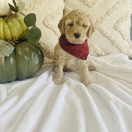 Bernedoodle and Labradoodle Puppies from Royal Doodles