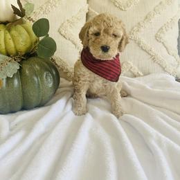 Bernedoodle and Labradoodle Puppies from Royal Doodles