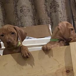 Vizsla Puppies from Carlson Vizslas