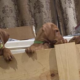 Vizsla Puppies from Carlson Vizslas