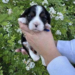 Cavalier King Charles Spaniel Puppies from Montpelier Cavaliers