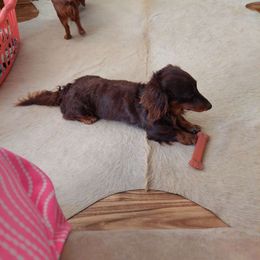 Gunnar - Dachshund