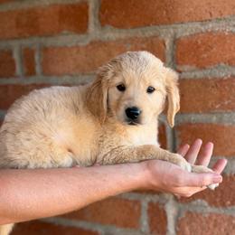 Mosley - Golden male Golden Retriever puppy in Mc Neal, Arizona from K&N Golden Retriever Companion