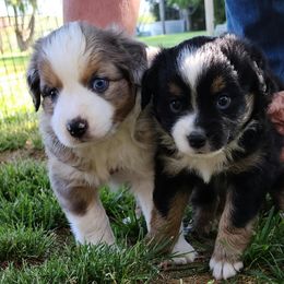 Miniature Australian Shepherd Puppies from Kings Point Mini and Toy Aussies