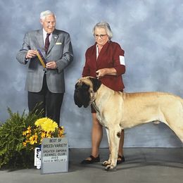 Mastiff All Grown Up from Luper’s Country Critters