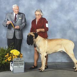 Mastiff All Grown Up from Luper’s Country Critters