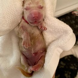 Golden Retriever Puppies from Suncoast Goldens