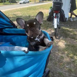 Gabbana - Tricolors female French Bulldog puppy in Middletown, Rhode Island from Royal Frenchies LLC