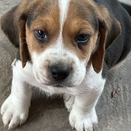 Boy 1 - Fireworks - Black tan and white male Beagle puppy in Sacramento, California from Alton Beagles