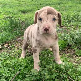 Female 4 - Red merle female Catahoula Leopard Dog puppy in Gadsden, Alabama from Rich Cat’s