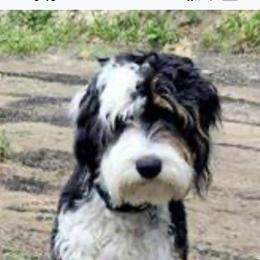 Aussiedoodle and Poodle All Grown Up from H & A Kennels