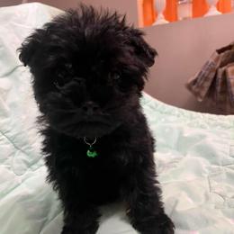 Jerry - White and tan male Maltese puppy in Muncie, Indiana from Mimi’s Babies