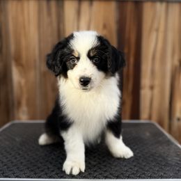 Boy 3 - male Miniature American Shepherd puppy in Snyder, Texas from RLA Miniature American Shepherds