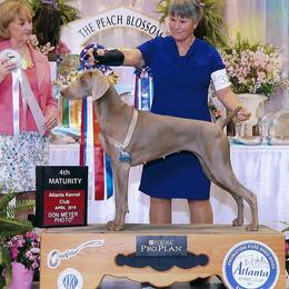 Shelby - Weimaraner