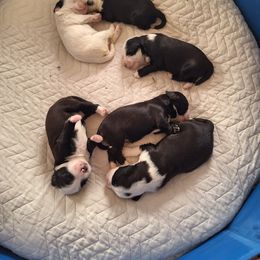 Tibetan Terrier Puppies from Arkeden Tibetan Terriers