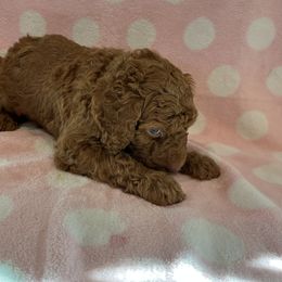 Black Boy - Red  Poodle puppy in Baton Rouge, Louisiana from Honeybun Poodles