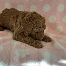 Black Boy - Red  Poodle puppy in Baton Rouge, Louisiana from Honeybun Poodles