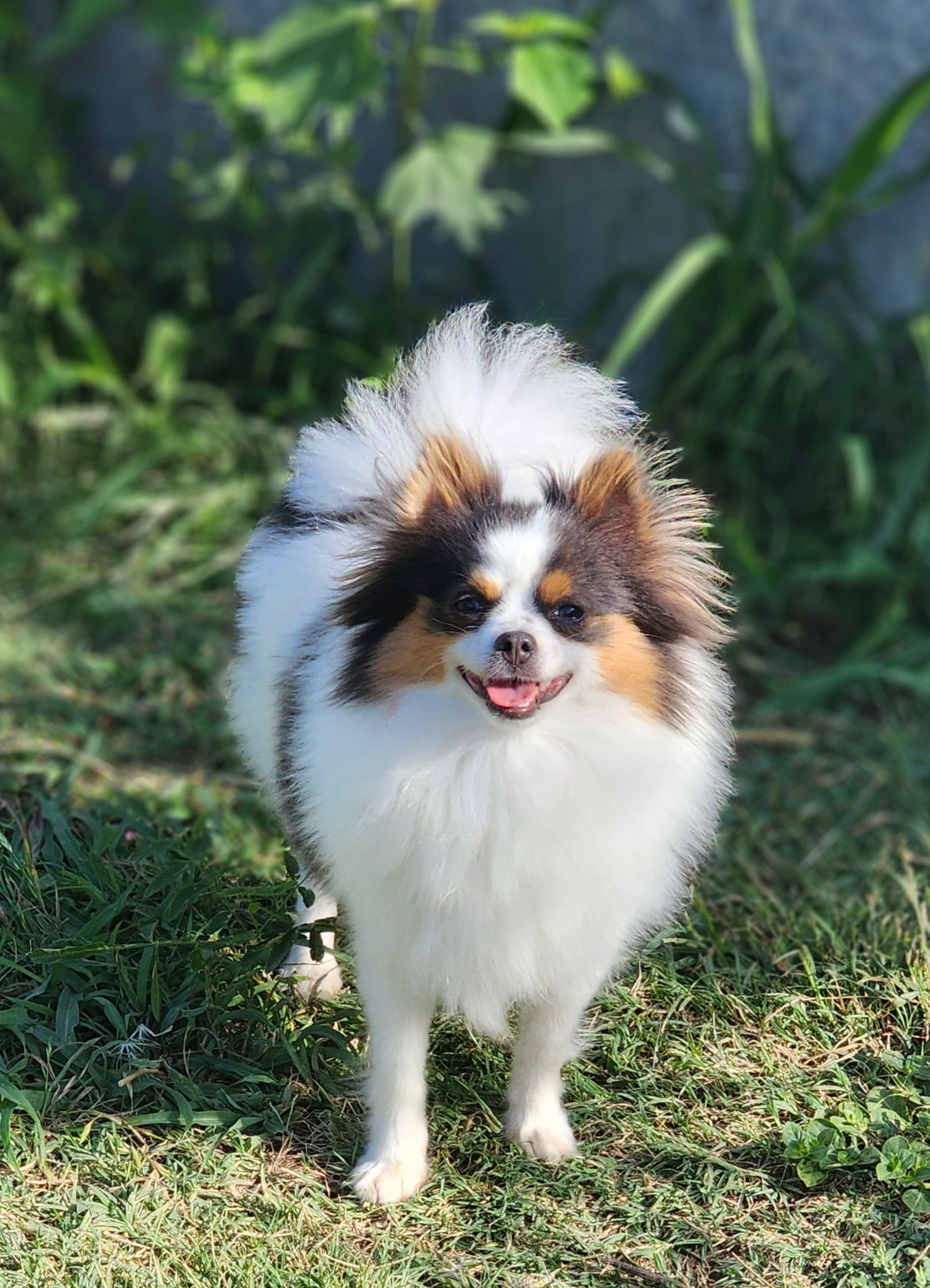 Piper - Pomeranian
