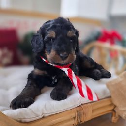 Peace - Phantom male Bernedoodle puppy in North Royalton, Ohio from Johnson's Doodles