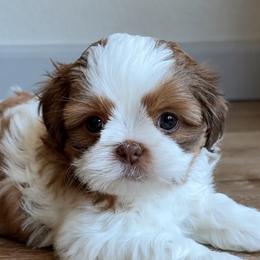 Peanut - Liver male Shih Tzu puppy in Gig Harbor, Washington from Shih Tzu snuggles