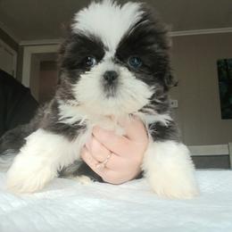 Darla - Blue and white female Shih Tzu puppy in Brodnax, Virginia from K.B's