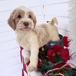 Ghostbuster - Caramel male Australian Labradoodle puppy in Wesley Chapel, Florida from GWagz