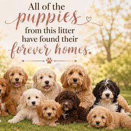 Fully Trained - Apricot female Goldendoodle puppy in Swartz Creek, Michigan from Michigan Doodles