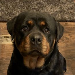 TeeKa  - Rottweiler