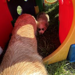 Pembroke Welsh Corgi Puppies from Zugspitze Corgis