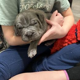 Snow - Gray brindle female Cane Corso puppy in Brazil, In, Indiana from Lazy A Ranch & Kennels