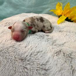 Green Collar - Red merle female Miniature American Shepherd puppy in Statesboro, Georgia from Azure Miniature American Shepherds
