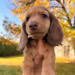 Chocolate and Tan - Chocolate and tan male Dachshund puppy in Nampa, Idaho from Long_and_Low_Dachshunds
