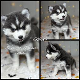 Meeko - Blue female Pomsky puppy in Rossville, Georgia from Scenic City Pomskies