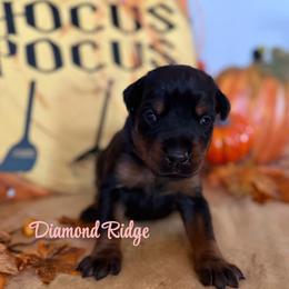 Pink collared - Black and rust female Doberman Pinscher puppy in Winamac, Indiana from DIAMOND RIDGE DOBERMANS
