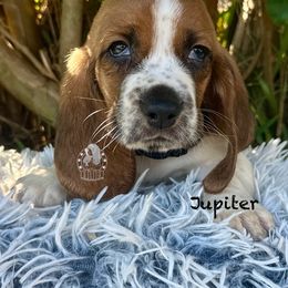 Jupiter - Mahogany and white male Basset Hound puppy in Dingess, West Virginia from Tuckers' Howling Hounds